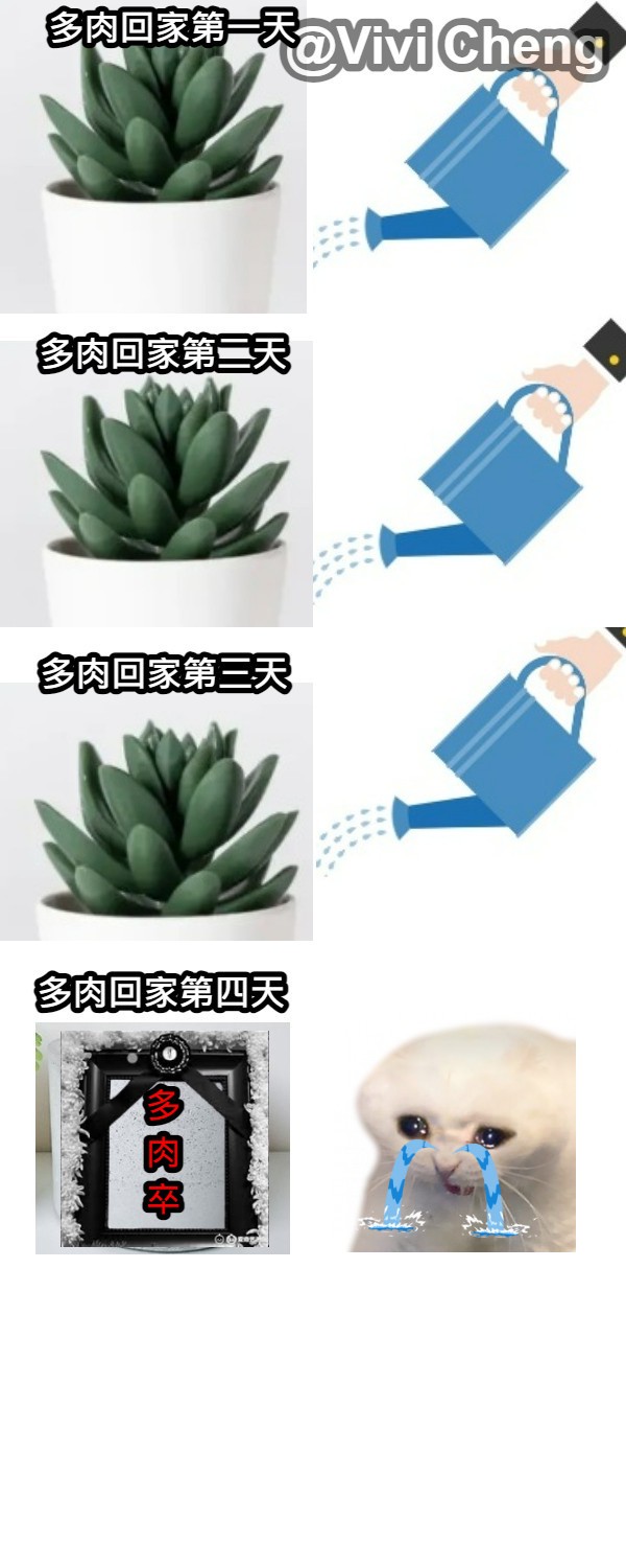 多肉植物的日常—从种子到成长的小故事