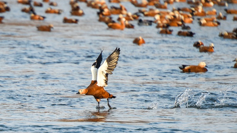那个下午,我成了鸭子的“首席观察员”… 那个下午,我成了鸭子的“首席观察员”…