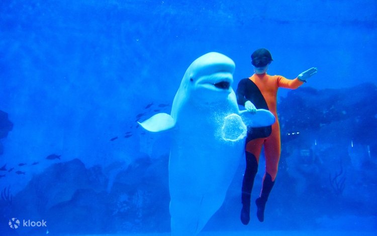 海洋的奇幻之旅丨与海豚共舞的早晨