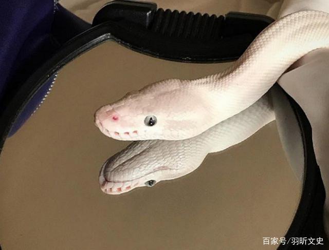 泥沼中的低语丨一个农夫与蛇的奇遇