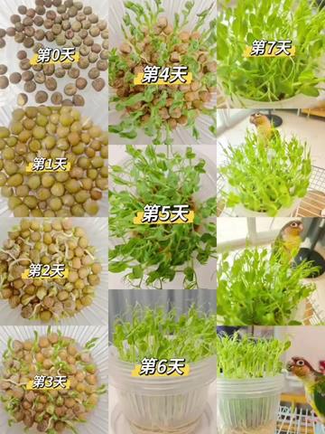 阳台上的绿色奇迹—我的豆苗生长记