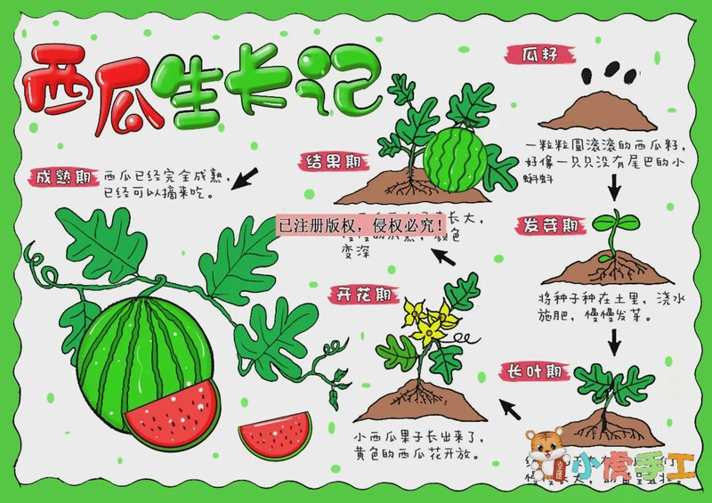 西瓜生长过程日记…