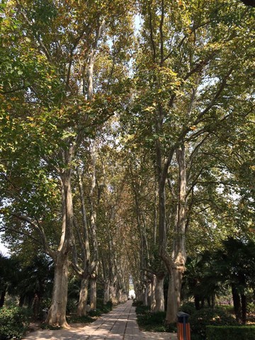 梧桐树下的微风与回忆…