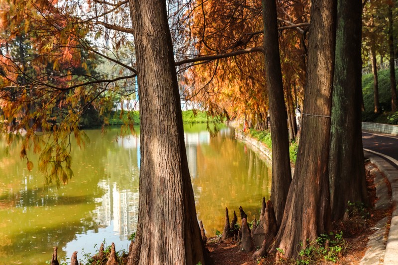 秋天的公园,心情也跟着变好了! 秋天的公园,心情也跟着变好了!