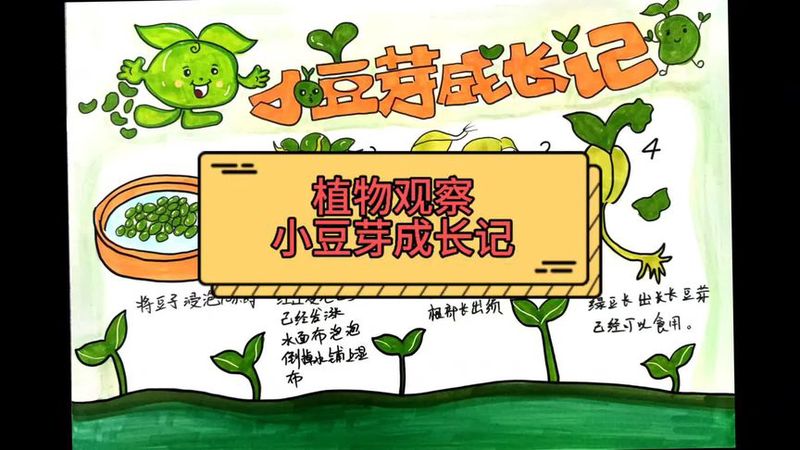 四叶草的奇迹·我的植物观察日记 四叶草的奇迹·我的植物观察日记